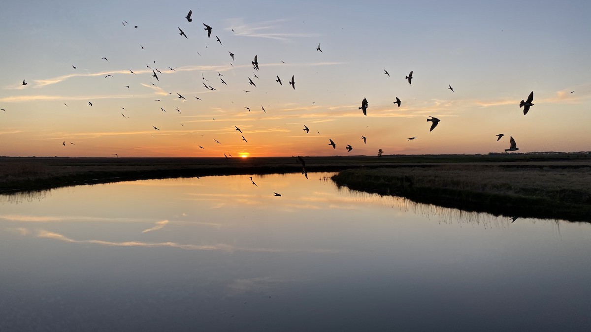 Alley Pond ParkOakland Lake, Queens County, NY, US eBird Hotspot